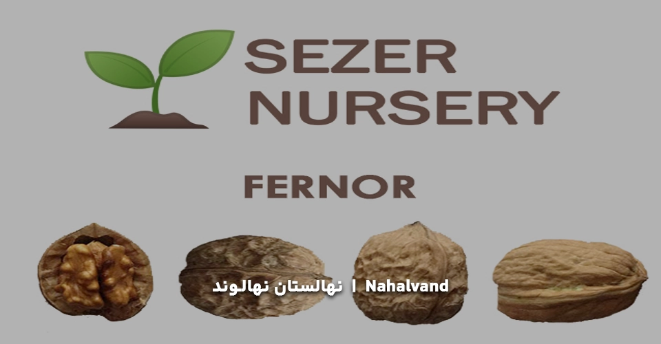 معایب و مزایا نهال گردو فرنور