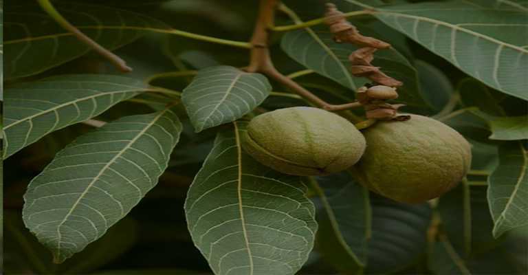 Advantages and disadvantages of Chandler walnuts www.nahalvand.com