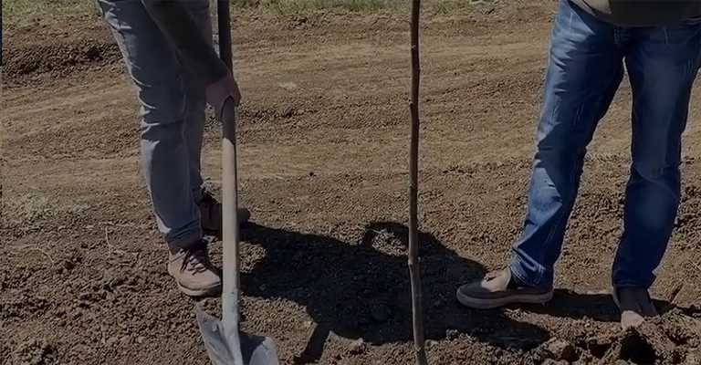 Shoveling a walnut treewww.nahalvand.com