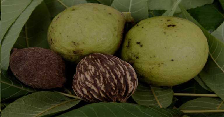 Chandler Walnut Tree www.naalvand.com