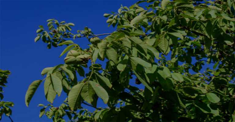 Walnut trees www.nahalvand.com