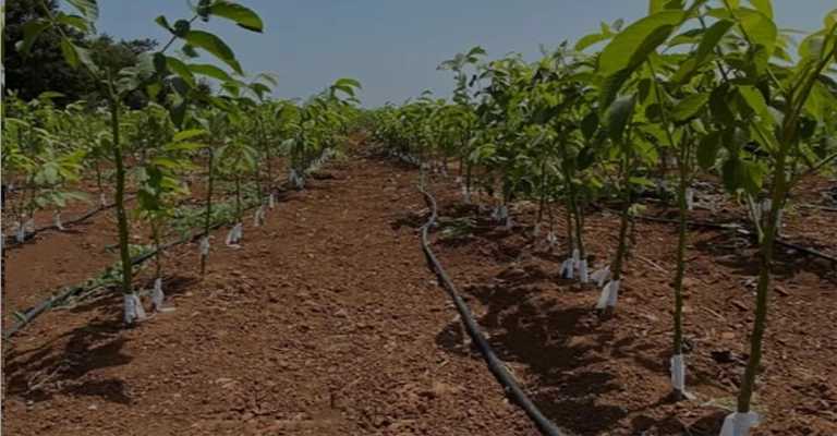 www.nahalvand.com
When should you hoe a walnut tree?