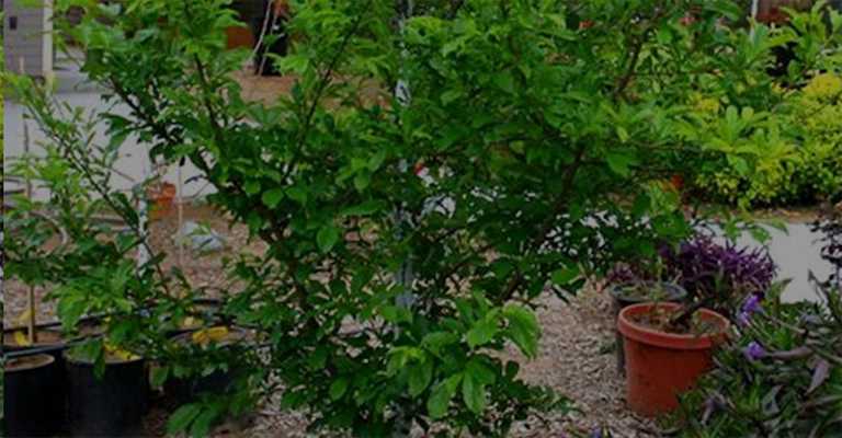 You don't prune trees on time.
www.nahalvand.com