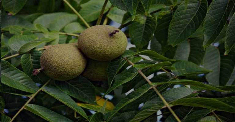 
Salt on the walnut treewww.nahalvand.com