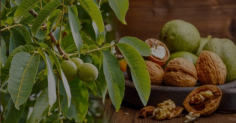 Advantages and disadvantages of the Fernor walnut tree
www.nahalvand.com