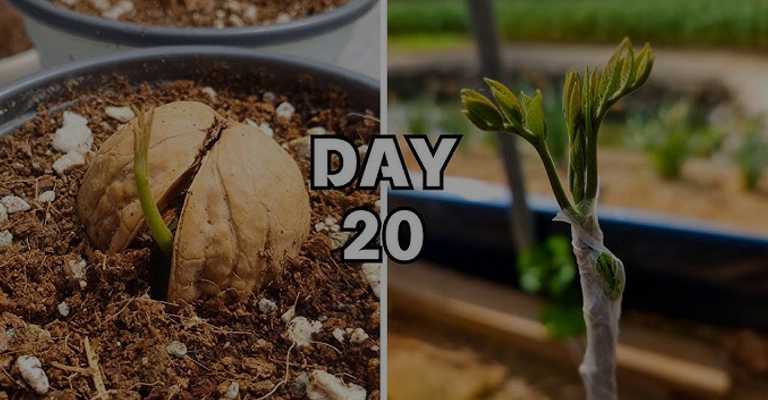 Grafted seedlings and seed seedlings
www.nahalvand.com