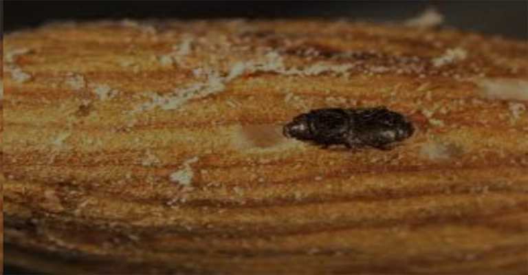 What damage does the Capnodis almond beetle cause?