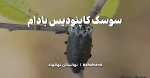 سوسک کاپنودیس بادام چه خسارتی وارد می کند؟