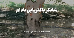 عوامل ایجاد شانکر باکتریایی بادام