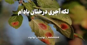 آشنایی کلی با بیماری لکه آجری بادام