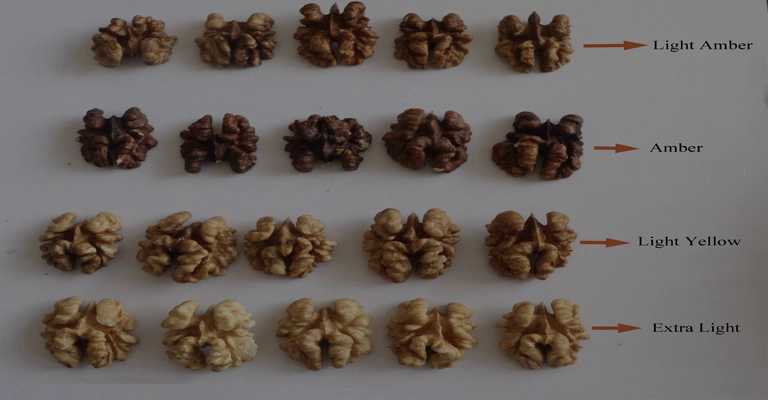 Types of grafted walnut seedlings
www.nahalvand.com