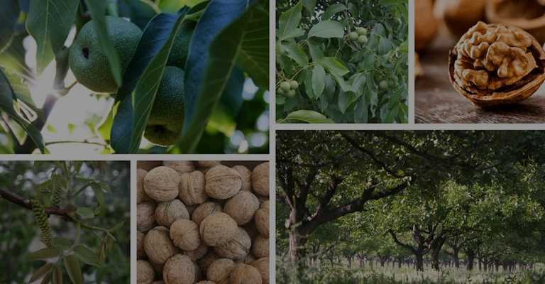 Comparison of prices of seed walnut seedlings and grafted walnut seedlings
www.nahalvand.com
