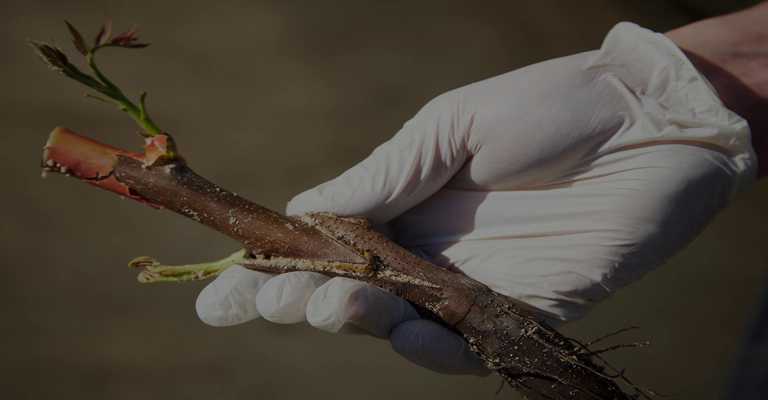 Production and emergence of grafted seedlings
www.nahalvand.com