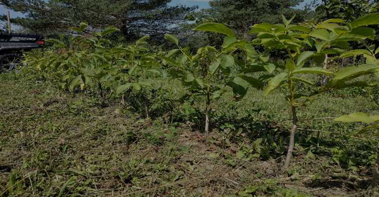 Grafted walnut seedlings