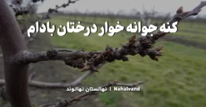 نحوه پیشگیری و کنترل کنه جوانه خوار بادام