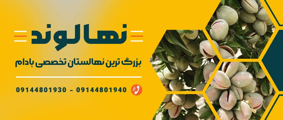 خرید نهال، قیمت نهال فروش، نهال نهالستان نهال فروشی نهال میوه نهال بادام خرید نهال بادام قیمت نهال بادام فروش نهال بادام انواع نهال بادام خرید درخت بادام خرید نهال، قیمت نهال فروش، نهال نهالستان نهال فروشی نهال میوه نهال بادام خرید نهال بادام قیمت نهال بادام فروش نهال بادام انواع نهال بادام خرید درخت بادام