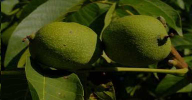 Fruiting age of different walnut cultivars www.nahalvand.com