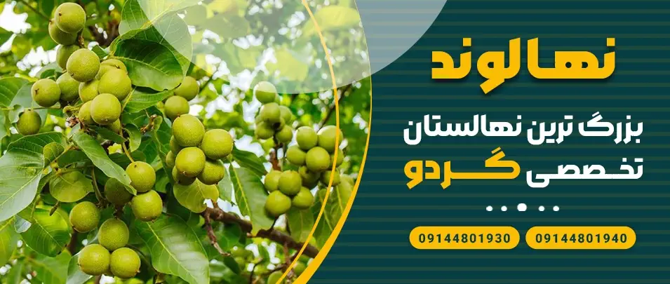 خرید نهال، قیمت نهال فروش، نهال نهالستان نهال فروشی نهال میوه نهال بادام خرید نهال بادام قیمت نهال بادام فروش نهال بادام انواع نهال بادام خرید درخت بادام خرید نهال، قیمت نهال فروش، نهال نهالستان نهال فروشی نهال میوه نهال بادام خرید نهال بادام قیمت نهال بادام فروش نهال بادام انواع نهال بادام خرید درخت بادام