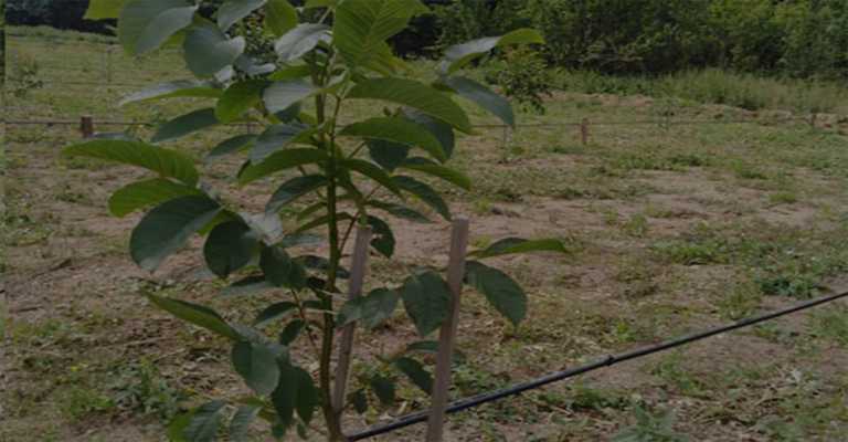 The best types of seedlings in Sari, Mazandaran
www.nahalvand.com