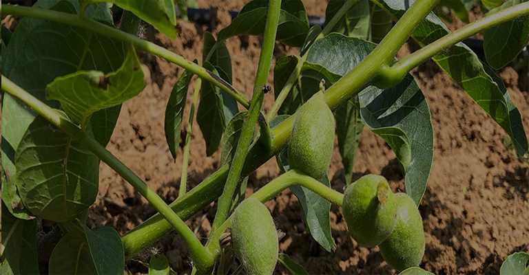 Buy the best walnut and almond fruit seedlings in Hamedan