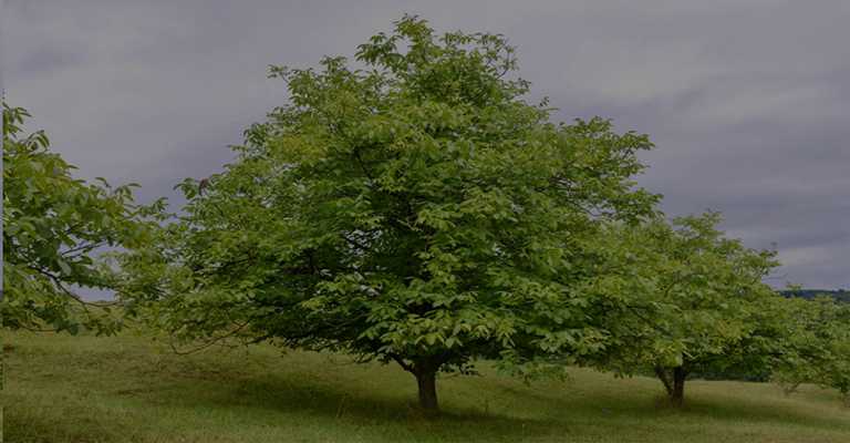 Walnut tree ash
www.nahalvand.com