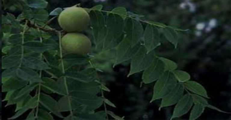 Buy the best walnut and almond fruit seedlings in Ilam
www.nahalvand.com