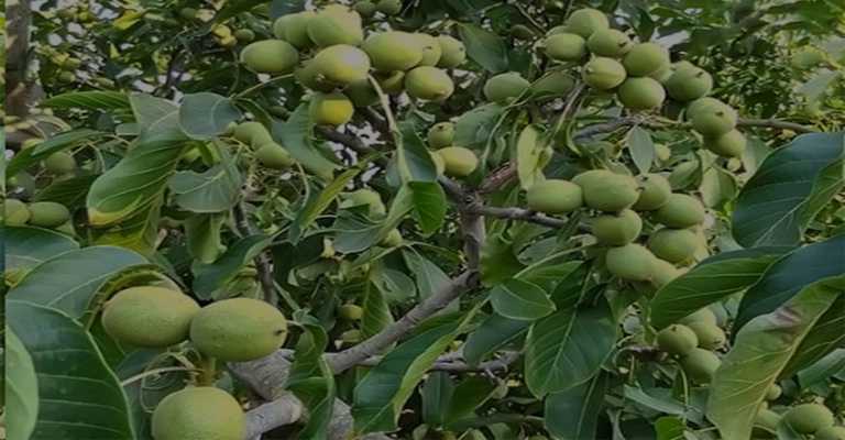 Buying various types of walnut seedlings
www.nahalvand.com