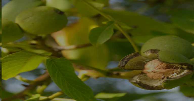 At what age does a walnut tree bear fruit? www.nahalvand.com