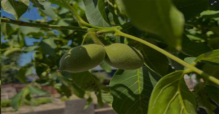 The best types of seedlings in Zanjan www.nahalvand.com