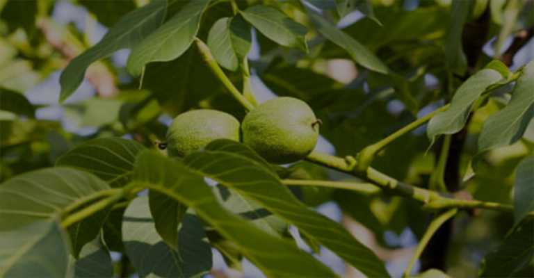 Buy the best walnut and almond fruit seedlings in Karaj
www.nahalvand.com