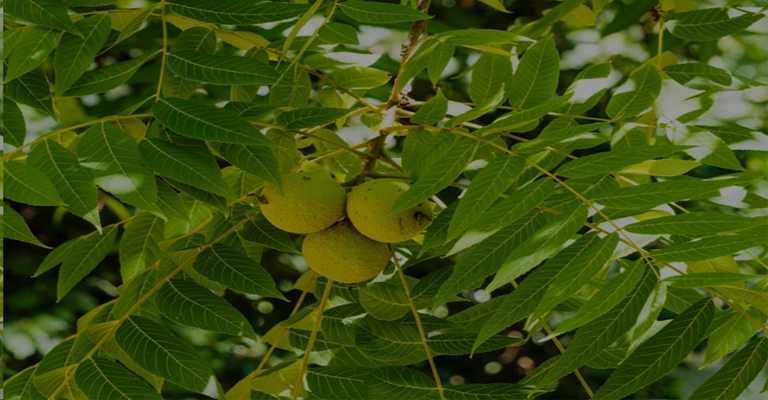 Walnut trees
www.nahalvand.com