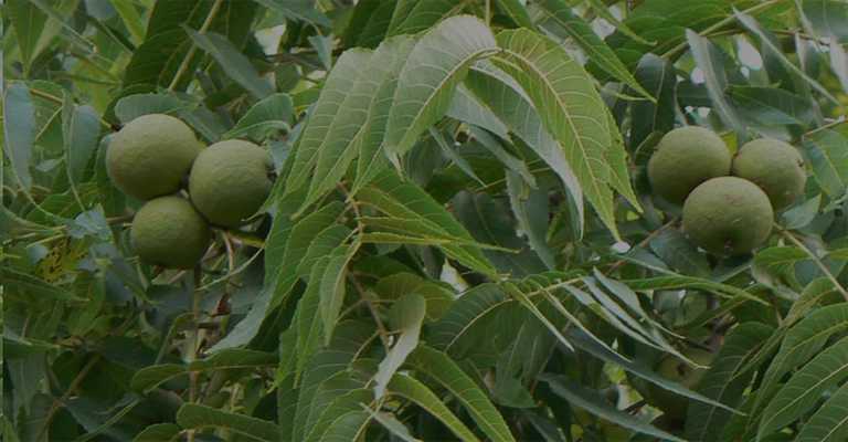 Buying suitable seedlings for Rasht province
