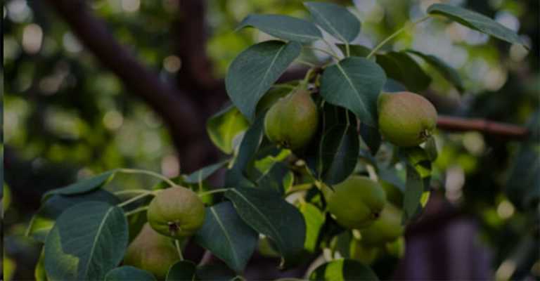 Buy the best walnut and almond fruit seedlings in Urmia
www.nahalvand.com