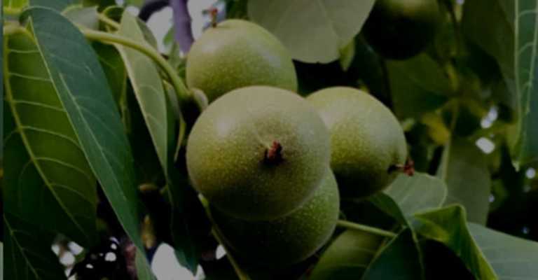 The best types of seedlings in Birjand
www.nahalvand.com