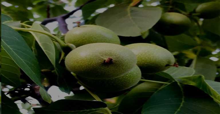 www.nahalvand.com Buy the best walnut and almond fruit seedlings in Qom