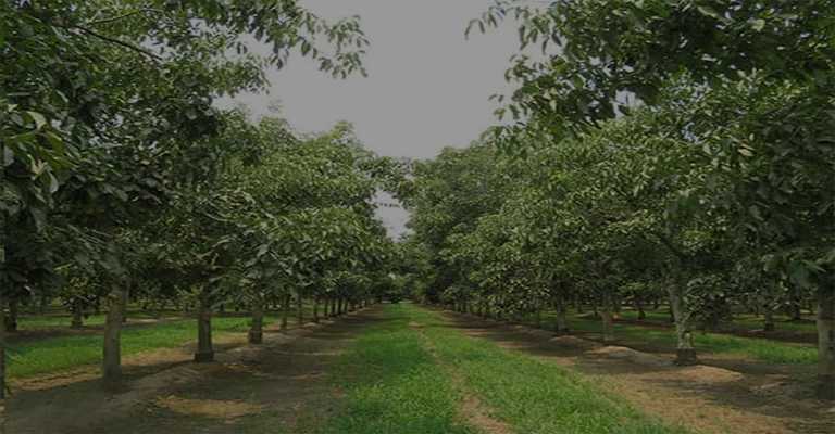 Buying various types of walnut seedlings www.nahalvand.com