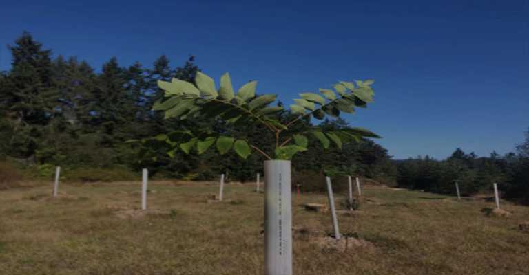 Walnut seedlings in Tabriz www.nahalvand.com