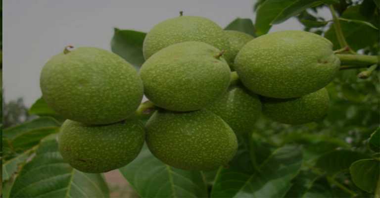 The best types of seedlings in Ardabil
www.nahalvand.com