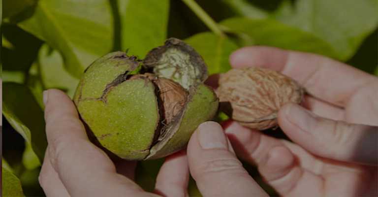 Advantages and disadvantages of Canadian walnut seedlings www.nahalvand.com 