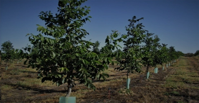 Walnut seedling gardening www.nahalvand.com