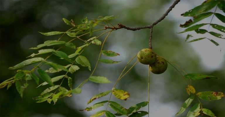 The best types of seedlings in Arak (buy fruit, walnut and almond seedlings from Jihad Keshavarzi)