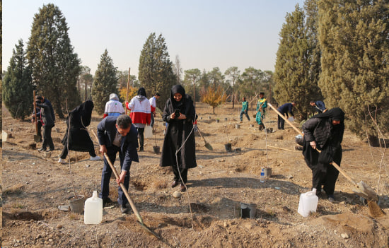 Buy the best walnut and almond fruit seedlings in Tehran
