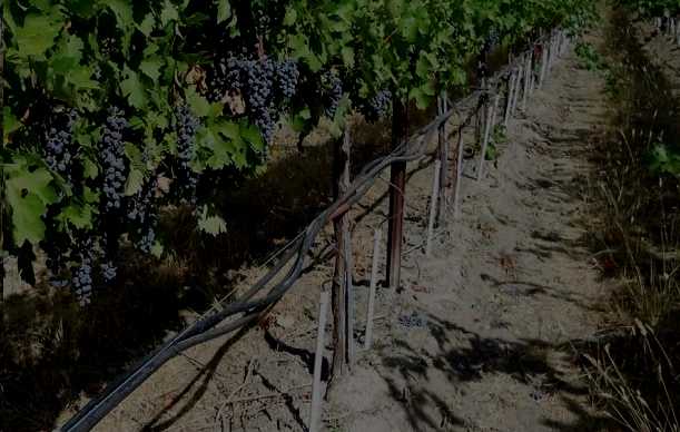  Grape vineyard with dark grape clusters and a drip irrigation system on dry ground 
www.nahalvand.com