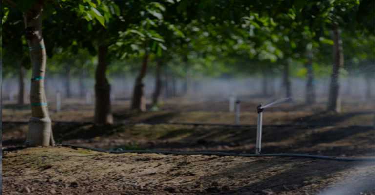 Almond seedling irrigation rate www.nahalvand.com