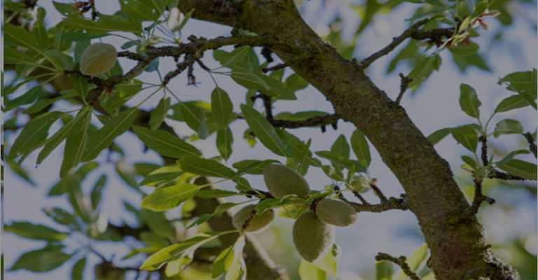 Suitable climate for almond seedlings www.nahalvand.com
