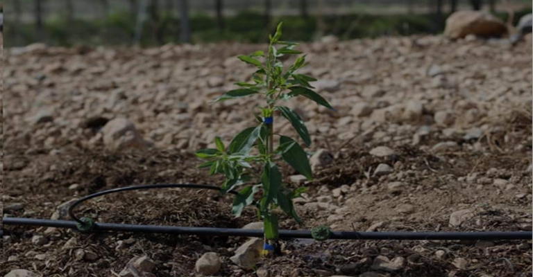 Climatic conditions of Isfahan province for planting seedlings