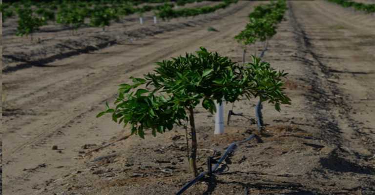 Planting almond seedlings www.nahalvand.com