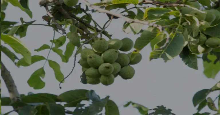Walnut seedlings for cold regions
