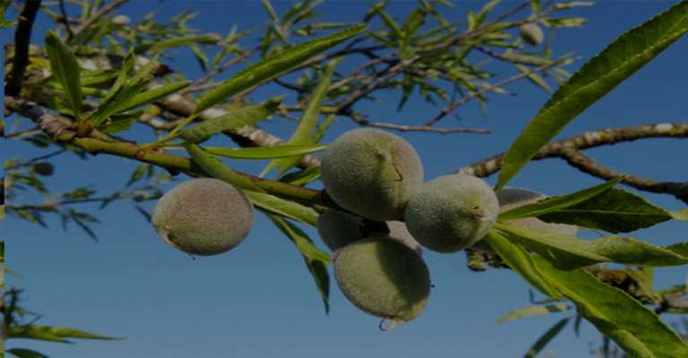 The best almond seedling varieties for www.nahalvand.com tropical regions