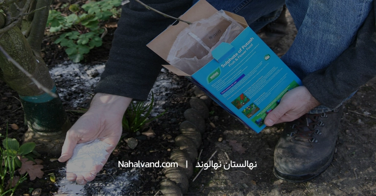 اهمیت استفاده از کود پتاسیم برای درخت گردو